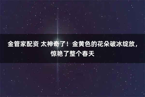 金管家配资 太神奇了！金黄色的花朵破冰绽放，惊艳了整个春天